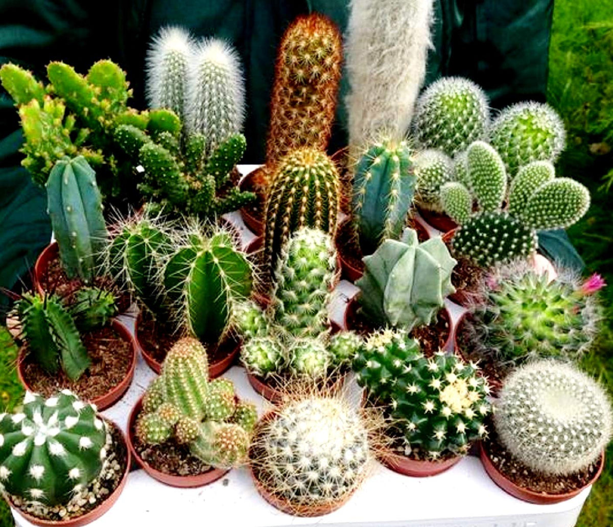 50 Mini Cactus Seeds  New Hill Farms