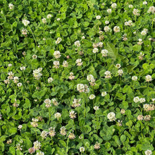 Load image into Gallery viewer, Bulk Pack 25000 Mini White Clover Cover Crop Seeds