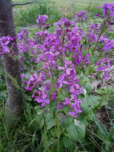 Load image into Gallery viewer, 50 Money Plant Flower Seeds