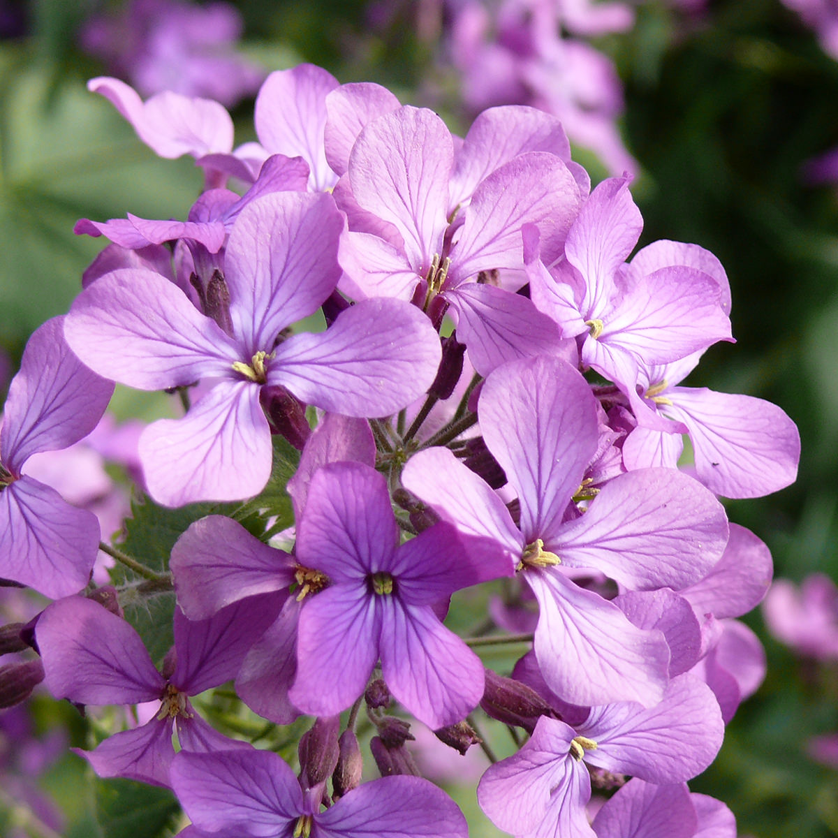 violet money plant 100 Money Plant Flower Seeds – New Hill Farms