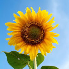 Load image into Gallery viewer, 20 Mongolian Giant Sunflower Seeds