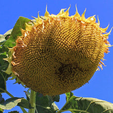 Load image into Gallery viewer, 20 Mongolian Giant Sunflower Seeds