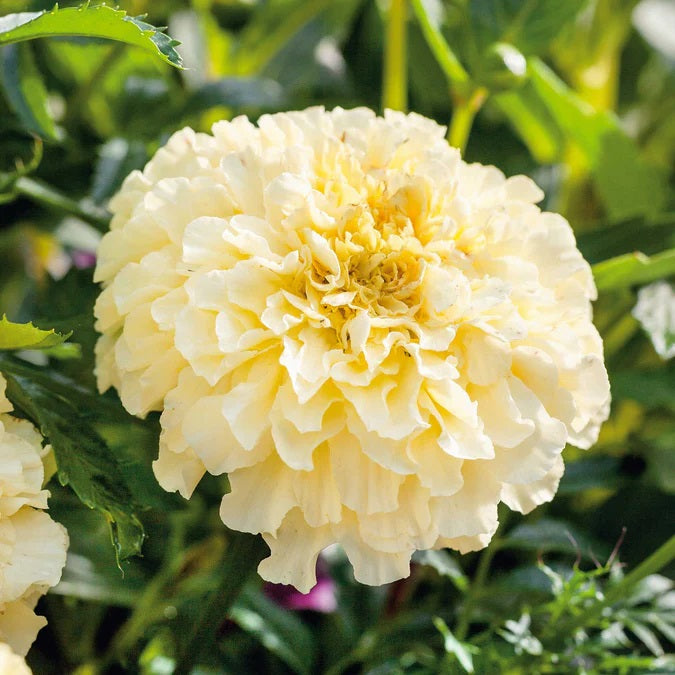 white marigold flower seeds 50 Moonlight Dwarf African Marigold Flower Seeds
