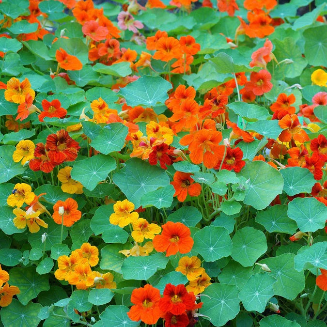 seeds climbing plants 30 Climbing Vine Flower Seed Mix – New Hill Farms