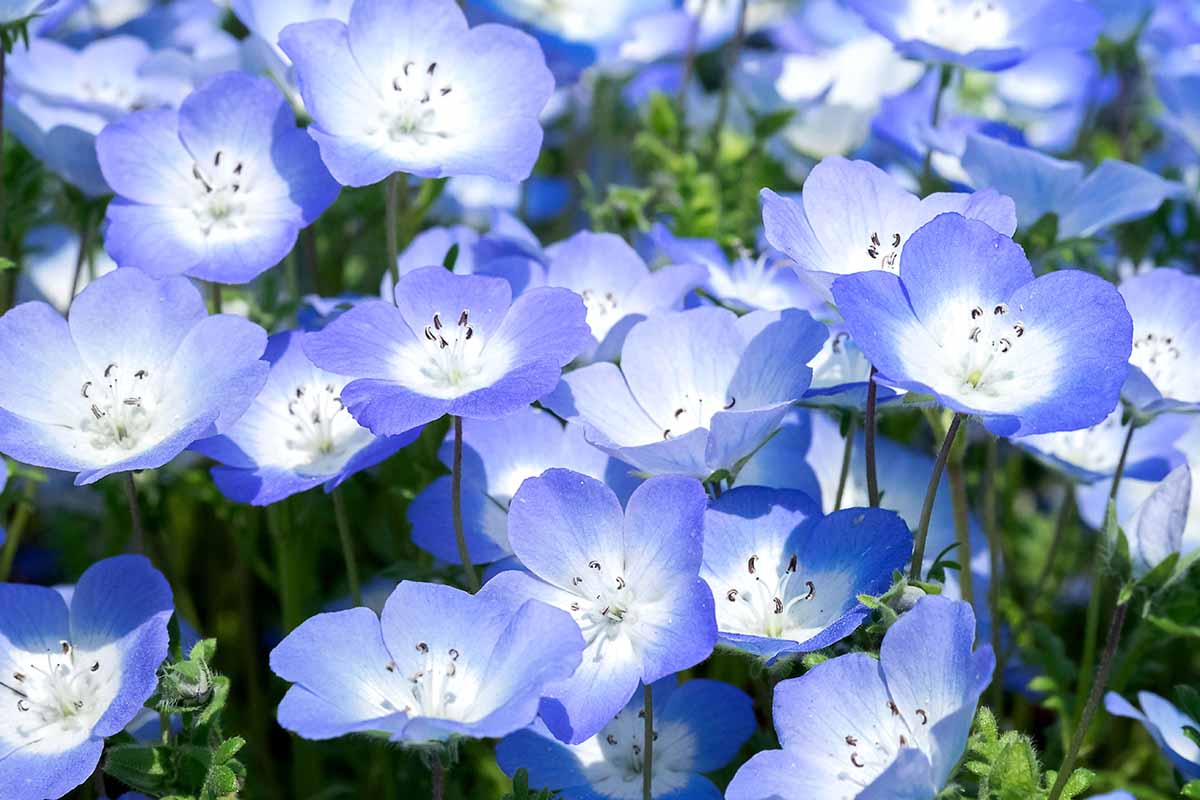 blue flower seed mix 200 Nemophila Mixed Color Flower Seeds – New Hill Farms