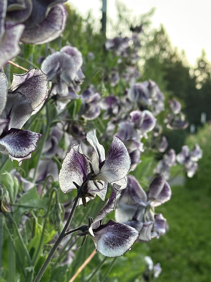 20 Nimbus Sweet Pea Flower Seeds – New Hill Farms