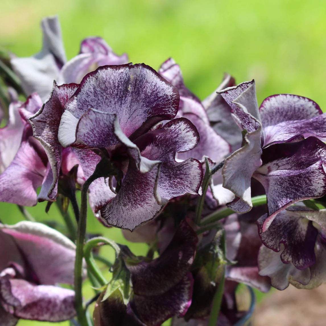 20 Nimbus Sweet Pea Flower Seeds – New Hill Farms