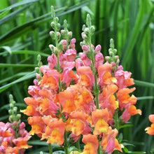Load image into Gallery viewer, 100 Passion Mix Hybrid Snapdragon Flower Seeds