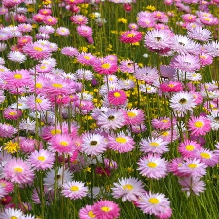 paper daisy flower seeds 200 Paper Daisy Flower Seeds