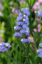 Load image into Gallery viewer, 50 Pastel Blue Statice Flower Seeds