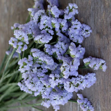 Load image into Gallery viewer, 50 Pastel Blue Statice Flower Seeds
