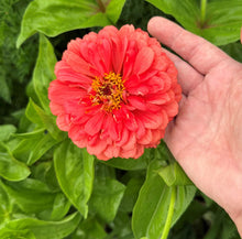 Load image into Gallery viewer, 200 Peach Zinnia Flower Seeds