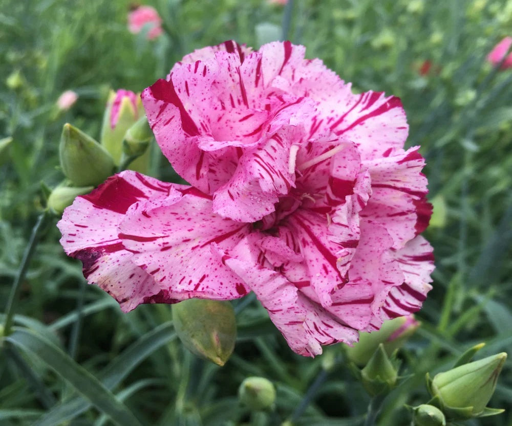 カーネーション / Young Wise Men Carnation Buy Wholesale Pink Innocence Carnation Flowers in Bulk - FiftyFlowers