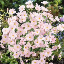 Load image into Gallery viewer, 500 Mixed Color Annual Babys Breath Flower Seeds