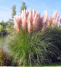 Load image into Gallery viewer, 100 Pink Pampas Grass Shrub Seeds
