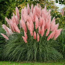 Load image into Gallery viewer, 100 Pink Pampas Grass Shrub Seeds