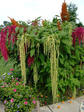 Load image into Gallery viewer, 300 Pony Tails Tall Amaranthus Flower Seeds