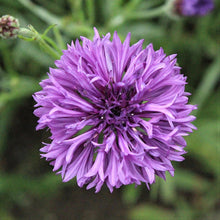 Load image into Gallery viewer, 100 Purple Bachelor Button Seeds