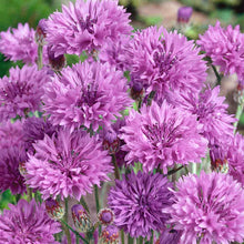 Load image into Gallery viewer, 100 Purple Bachelor Button Seeds