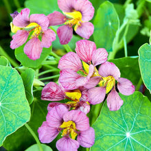 Load image into Gallery viewer, 25 Purple Emperor Nasturtium Flower Seeds
