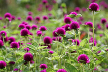 Load image into Gallery viewer, 50 Purple Globe Amaranth Flower Seeds