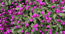 Load image into Gallery viewer, 50 Purple Globe Amaranth Flower Seeds