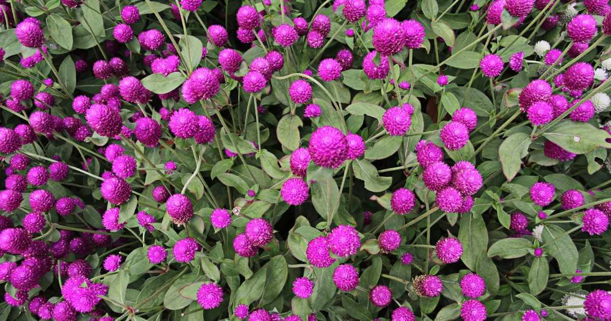 Coral Fountain Organic Amaranth Seeds | Osborne Farm Seed Supplier Coral Fountain Organic Amaranth Seeds | Osborne Farm Seed Supplier