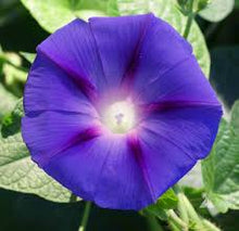 Load image into Gallery viewer, 50 Purple Morning Glory Flower Seeds