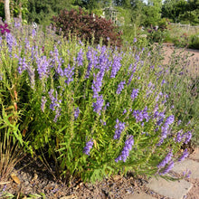 Load image into Gallery viewer, 25 Purple Skull Cap Herb Seeds