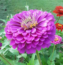 Load image into Gallery viewer, 100 Blueberry Swirl Zinnia Flower Seeds