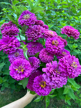 Load image into Gallery viewer, 100 Giant Royal Purple Zinnia Flower Seeds