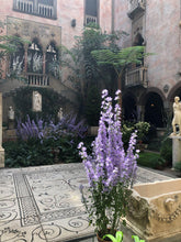 Load image into Gallery viewer, 100 Blue Pyradmidalis Campanula Bell Flower Seeds