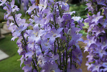 Load image into Gallery viewer, 100 Pyradmidalis Campanula Bell Flower Seeds