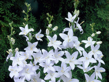 Load image into Gallery viewer, 100 Pyradmidalis Campanula Bell Flower Seeds
