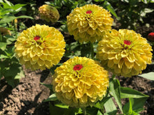 Load image into Gallery viewer, 25 Queen Lemon Peach Zinnia Flower Seeds