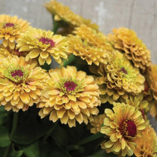 Load image into Gallery viewer, 25 Queen Lemon Peach Zinnia Flower Seeds