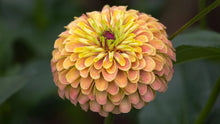 Load image into Gallery viewer, 25 Queen Lemon Peach Zinnia Flower Seeds