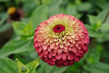 Load image into Gallery viewer, 25 Queen Lime Red Zinnia Flower Seeds