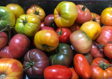 Load image into Gallery viewer, 20 Organic Rainbow Mix Heirloom Tomato Vegetable Seeds