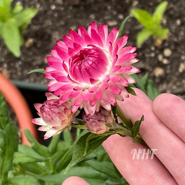 Strawflower 70 stems