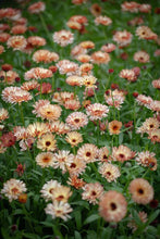 Load image into Gallery viewer, 50 Touch of Red Buff Calendula Flower Seeds