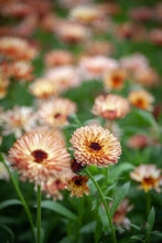 Load image into Gallery viewer, 50 Touch of Red Buff Calendula Flower Seeds