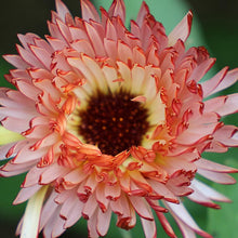 Load image into Gallery viewer, 50 Touch of Red Buff Calendula Flower Seeds