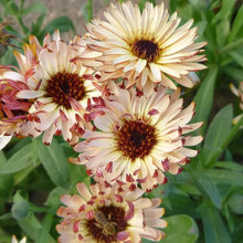 Load image into Gallery viewer, 50 Touch of Red Buff Calendula Flower Seeds