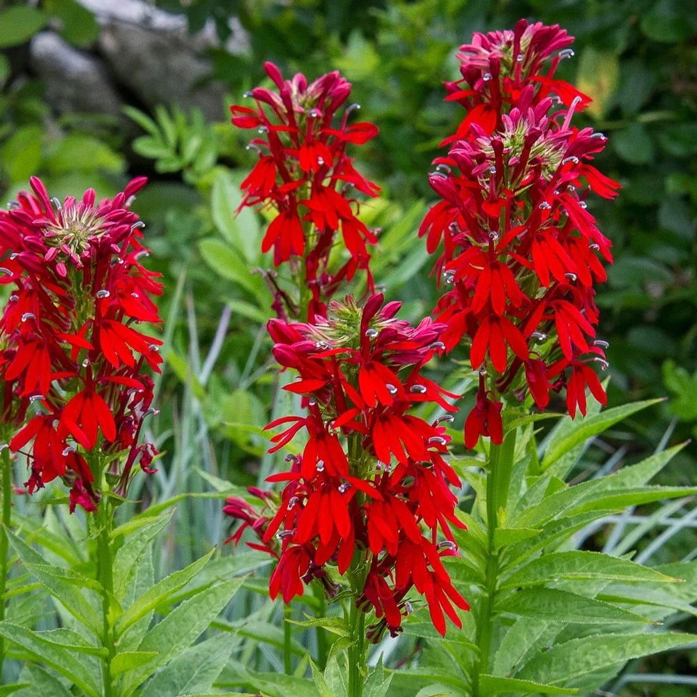 cardinal flower seed 200 Red Cardinal Flower Seeds