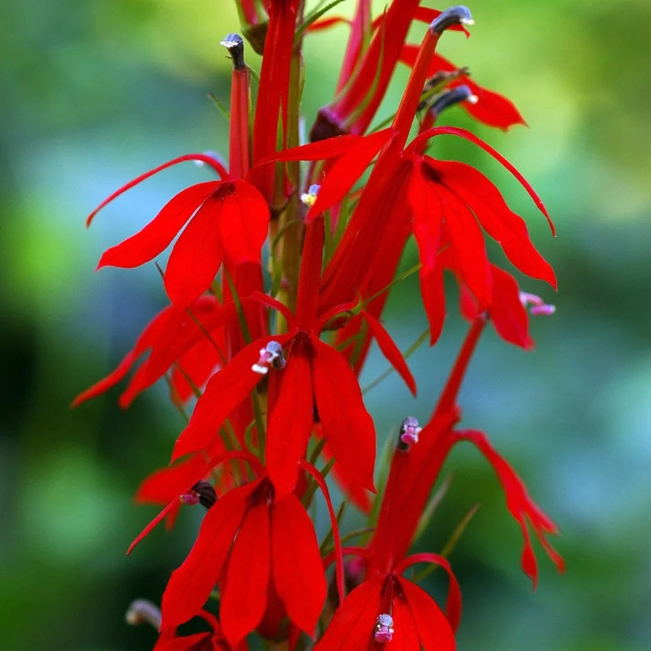 100 Red Cardinal Flower Seeds New Hill Farms