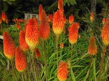Load image into Gallery viewer, 50 Red Hot Poker Shrub Seeds