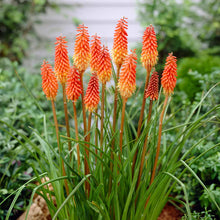 Load image into Gallery viewer, 50 Red Hot Poker Shrub Seeds
