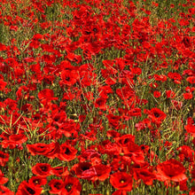 Load image into Gallery viewer, 3000+ Shirley Red Poppy Flower Seeds