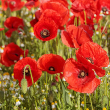 Load image into Gallery viewer, 3000+ Shirley Red Poppy Flower Seeds